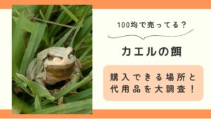 カエルの餌,100均